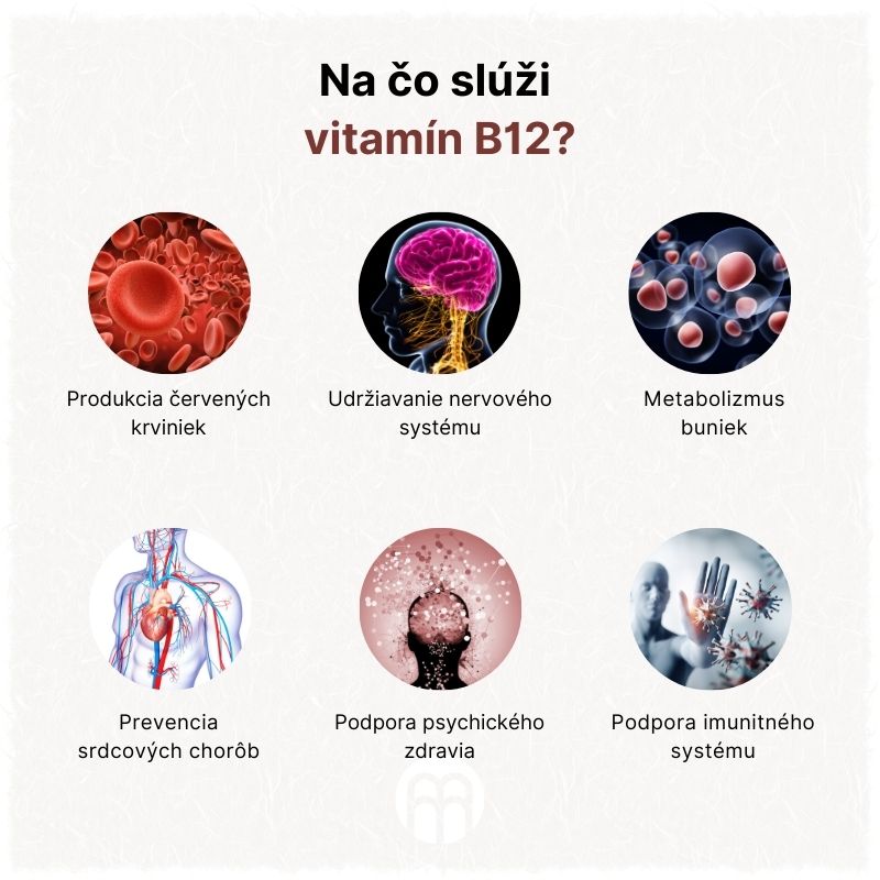 (Slovenčina) K čemu slouží  vitamín B12